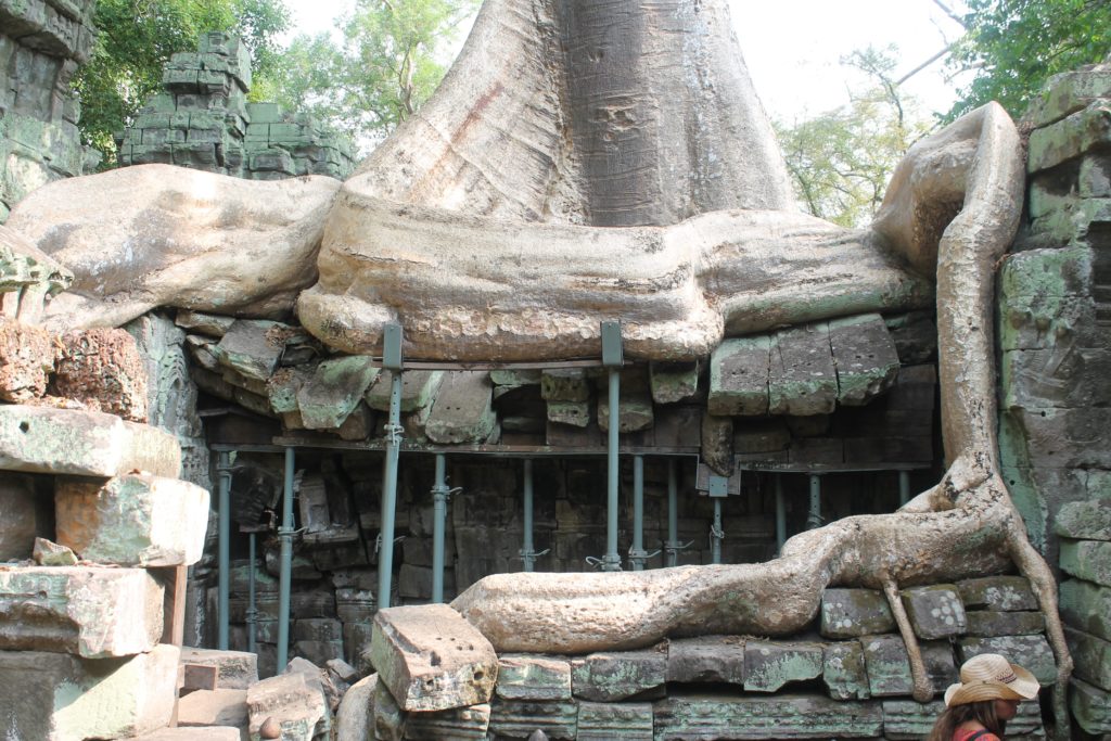 Храмовый комплекс Ангкор Ват деревья 
