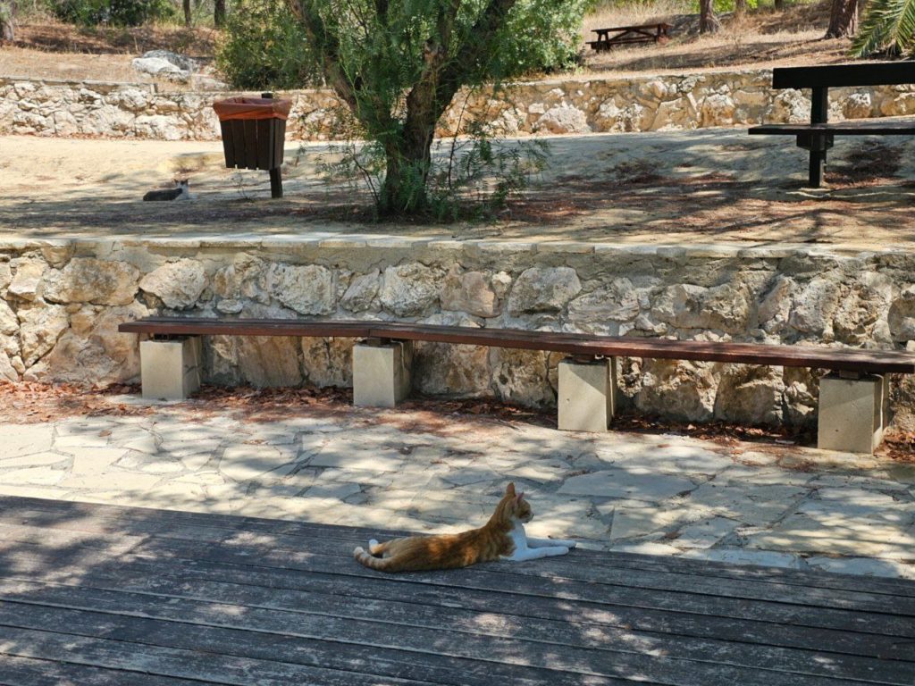 Жизнь на Кипре кот